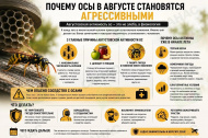 Почему осы в августе становятся агрессивными — и при чём здесь июль 2026 года