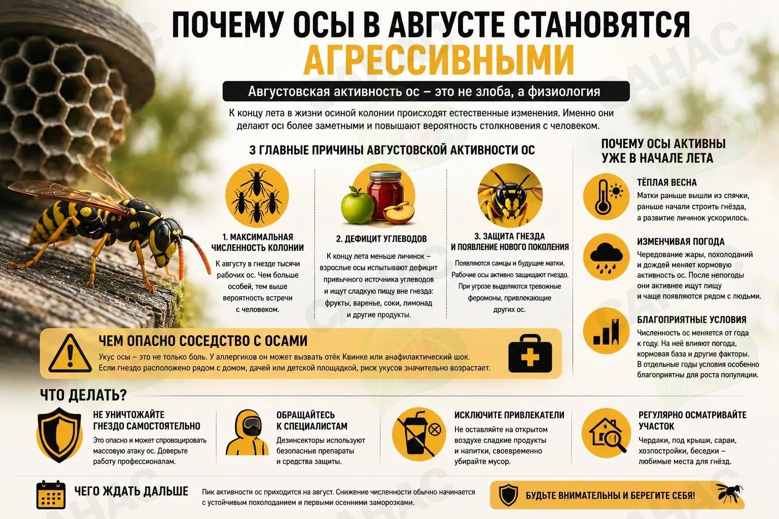 Почему осы в августе становятся агрессивными — и при чём здесь июль 2026 года