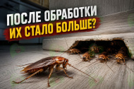 Почему после обработки тараканов стало больше?